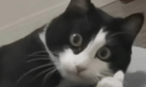 华为世界模型来了！单卡30分钟生成272㎡场景