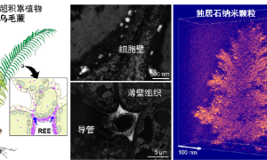 关于稀土，有重要新发现