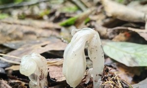 哀牢山发现7株罕见“冥界之花”，一碰就枯萎，每年露出地表仅40多天，专家：完全是意外发现