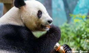 熊猫爸爸“家和”过第一个父亲节，收到礼物“望远镜”