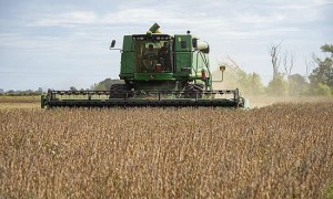 阿根廷提升高粱出口标准:就算得罪美国,也得卖给中国